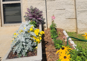Ornamental kale and cabbage in a planter box