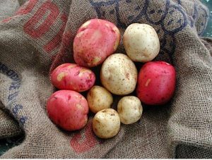 Potatoes in a basket