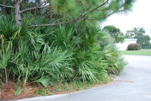 Saw palmettos growing near roadway.