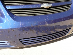 Lovebugs splattered on car, Photo Credit: Larry Williams