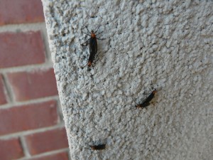 Adult lovebugs on building, Photo Credit: Larry Williams