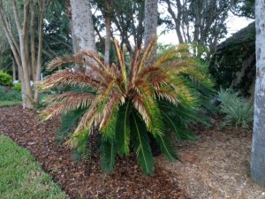 king sago palm with manganese deficiency symptoms