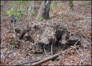 A leaning, partially uprooted tree may recover if it is righted and its roots are covered back with soil. Photo courtesty Beth Bolles, UF IFAS Extension