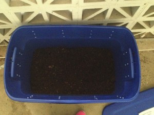 It's difficult to see, but our worms are hard at work composting leftovers!