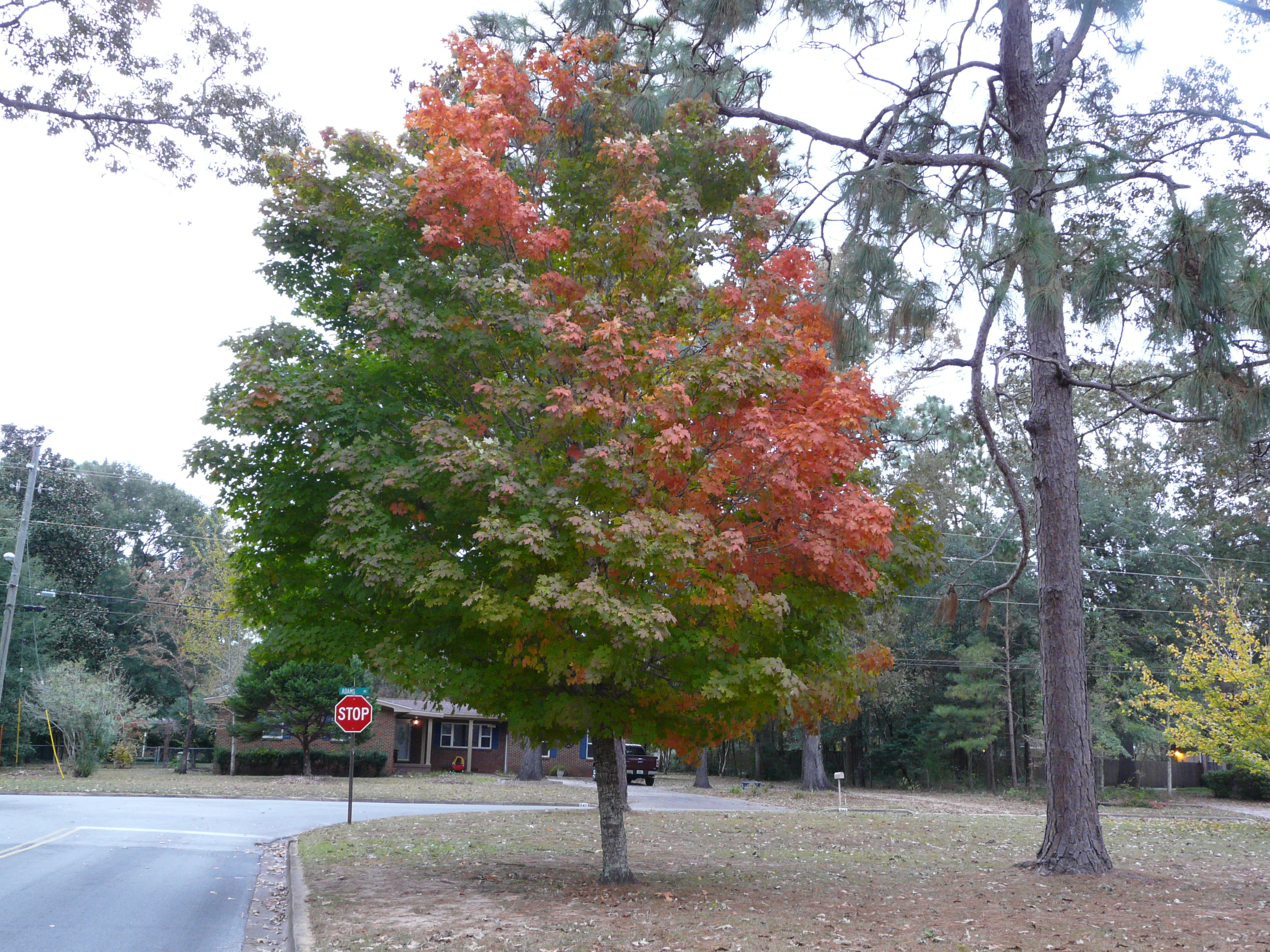 Trees for Fall Color | Gardening in the Panhandle