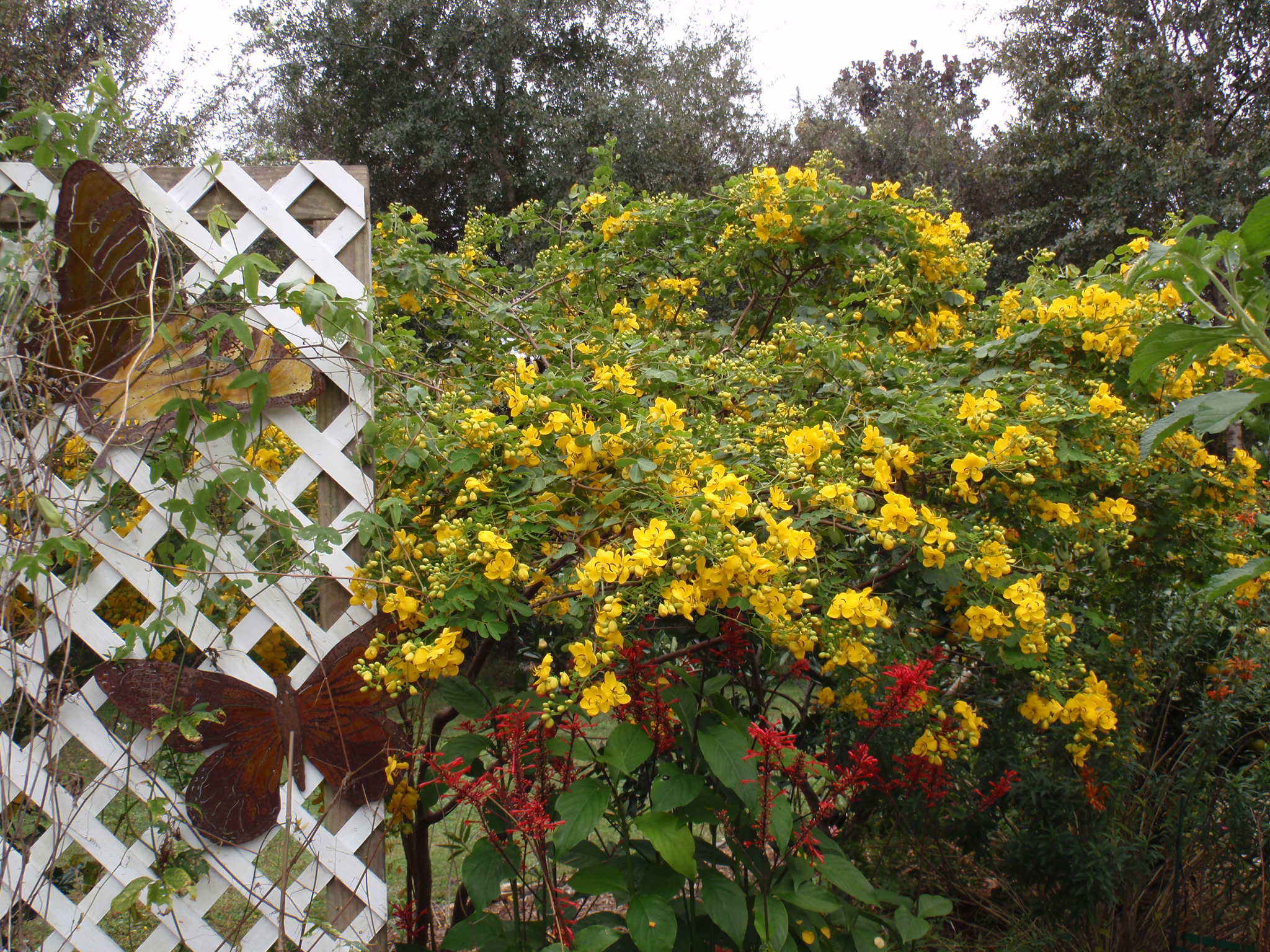 Fall Flower Color Gardening In The Panhandle