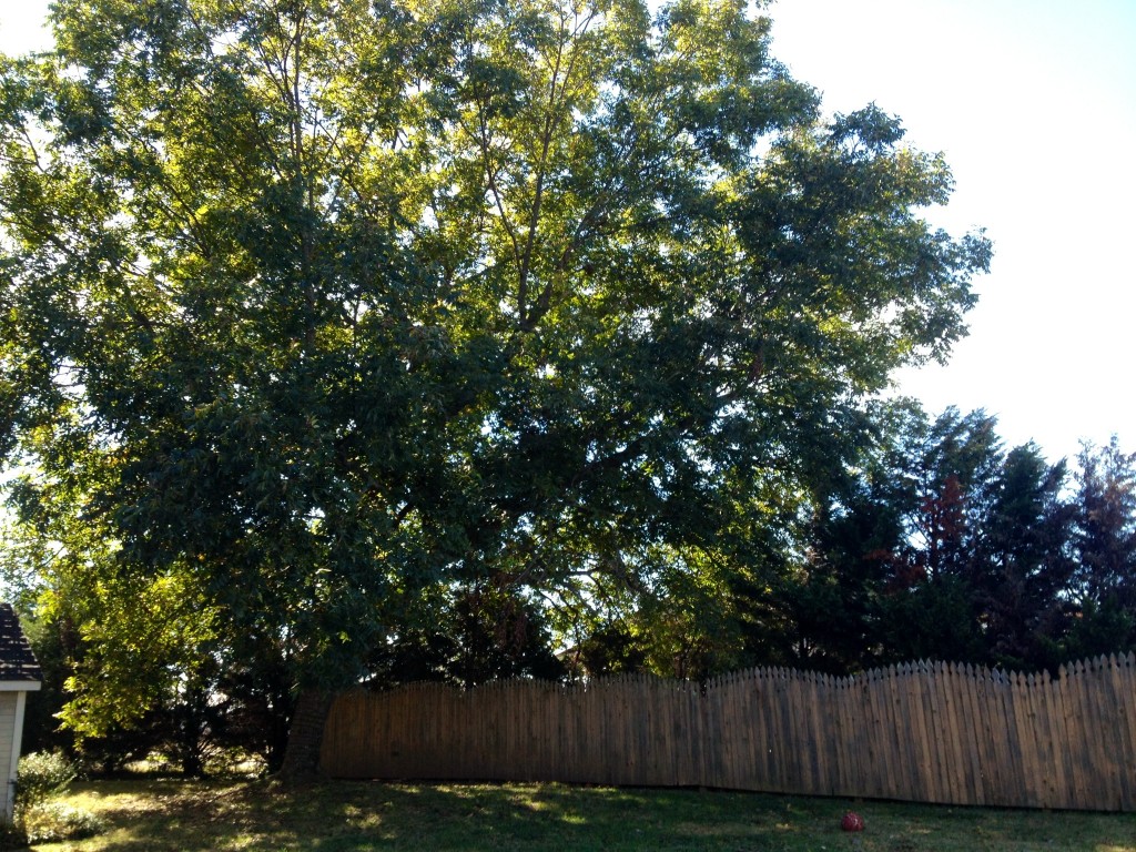 Pecan tree planted by my great-grandparents in Monrovia, Alabama.