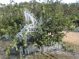Satsuma Tree protected with micro-irrigation. Image Credit: UF IFAS Jackson County Extension