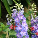 Delphiniums