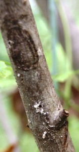 Black Twig Borer Entry Holes. White Frass Visible. Image Credit Matthew Orwat UF IFAS Extension