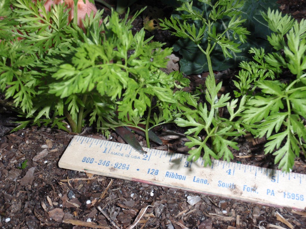 For best root development, thin carrots to 2-3 inches between each plant.