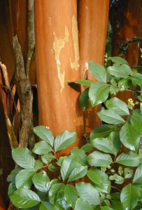 Cinnamon-orange bark of ‘Apalachee’. Photo by Gary Knox