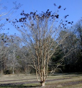Seed capsules of ‘Apalachee’ add winter interest. Photo by Gary Gnox
