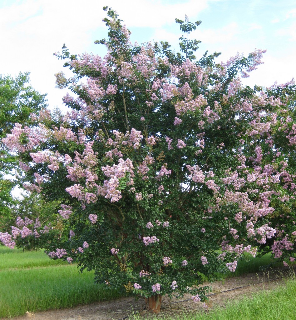 ‘Apalachee’ crapemyrtle in full bloom. Photo by Gary Knox