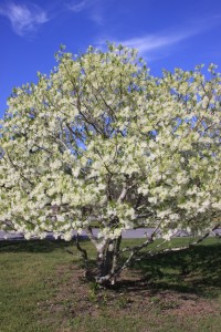 Fringe Tree 2