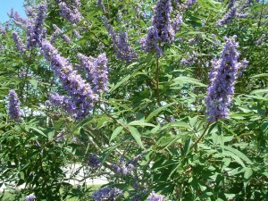 Vitex flowers