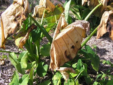 Cold damage on Ornamental. Image Credit Eddie Powell UF IFAS Extension Walton County 