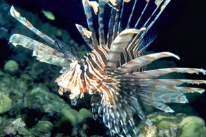 Red Lionfish  Photo: Florida Sea Grant