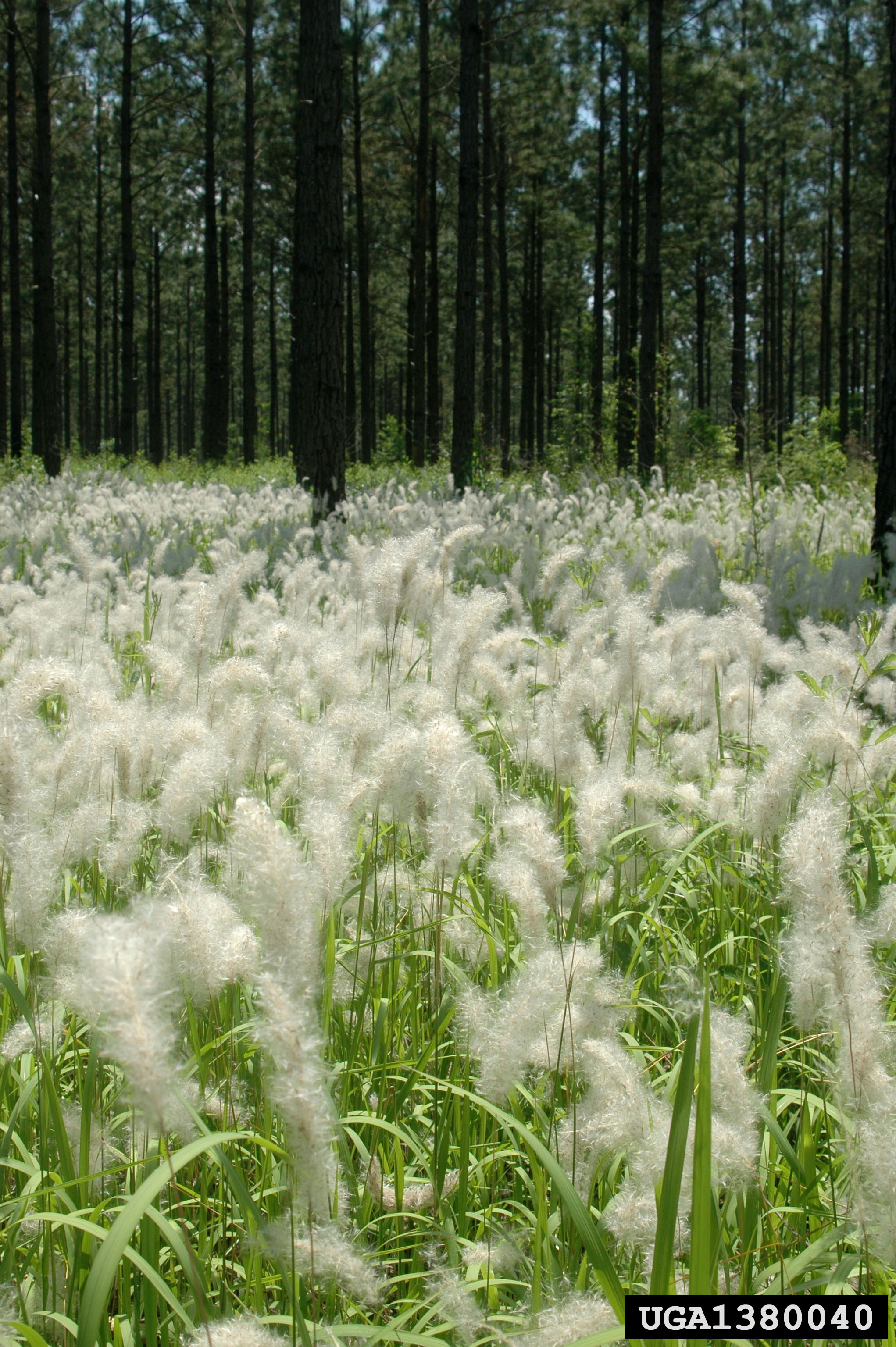 Invasive Species of the Day: Cogongrass and	Tawny Crazy Ant