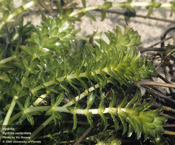 Invasive Species of the Day (March 5th): Torpedo Grass & Hydrilla