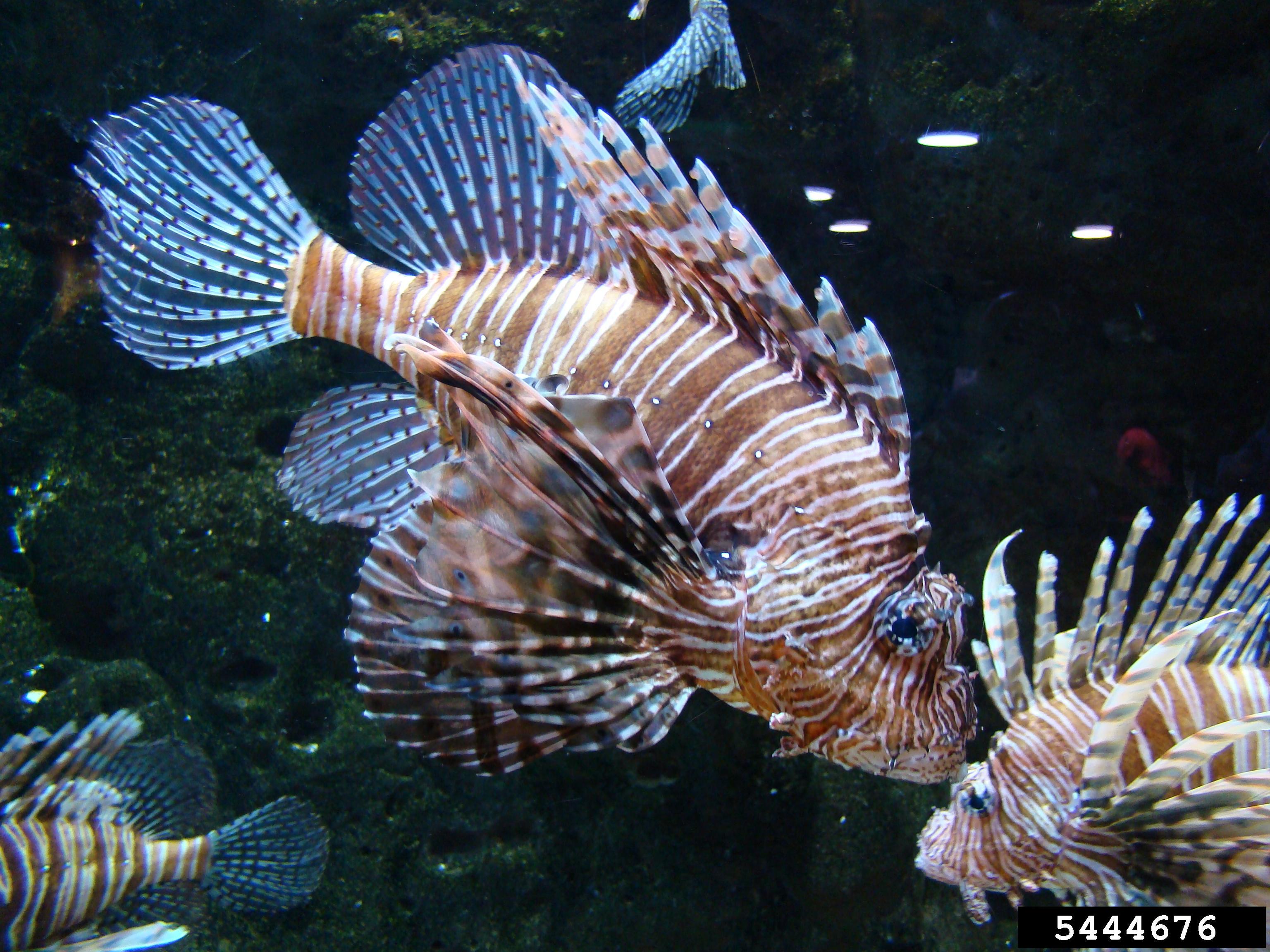 Invasive Species of the Day (February 24): Lionfish and Air Potato