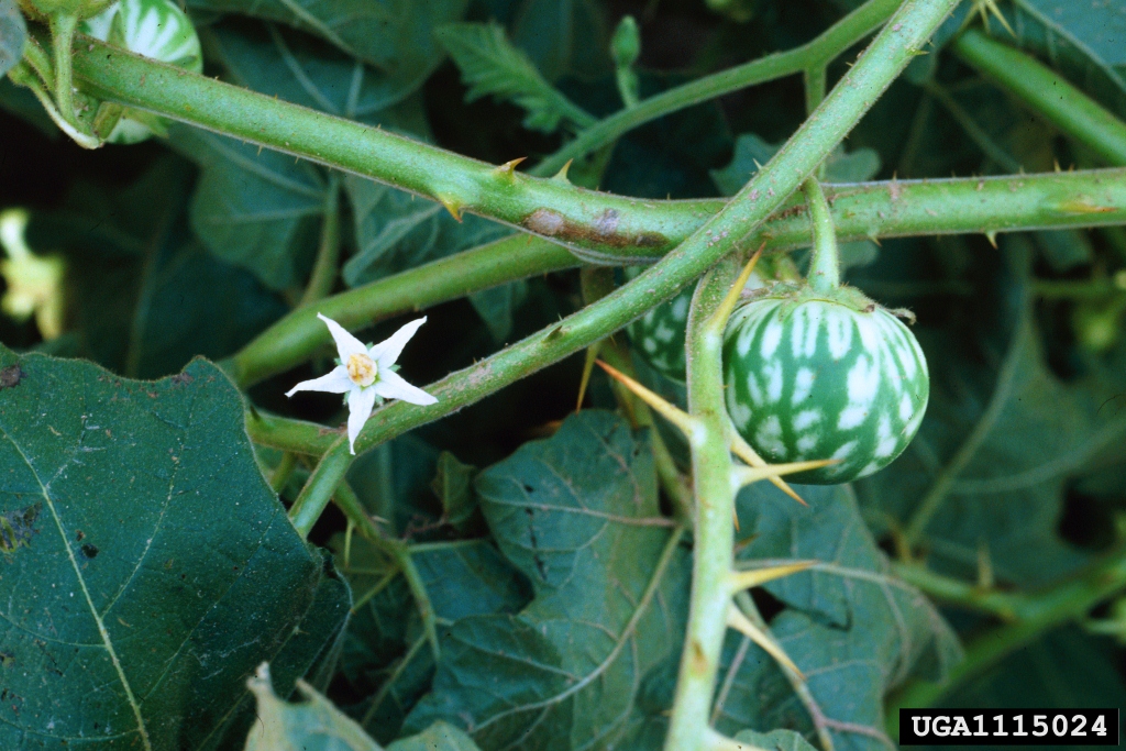 Invasive Species of the Day (March 8th): Tropical Soda Apple & Alligator Weed