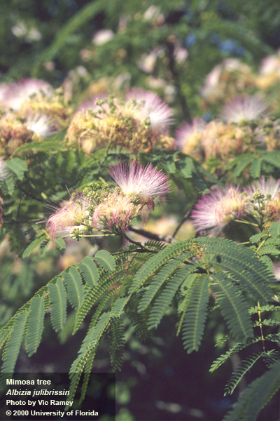 mimosa tree pic