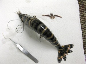 tiger shrimp 2
