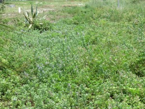This yard on Pensacola Beach has become over run by vitex. 