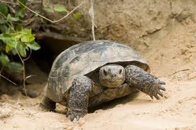 Our Magnificent Miner; the gopher tortoise