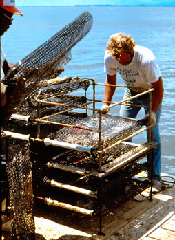 Can Culturing Oysters Be Part of the Fishery Recovery?