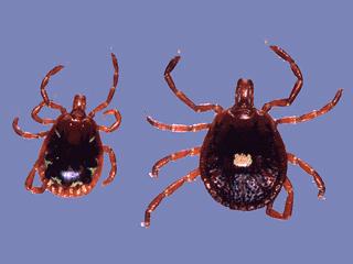 Prevent Tick-borne Illnesses in Florida