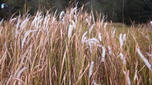 flowering cogongrass patch