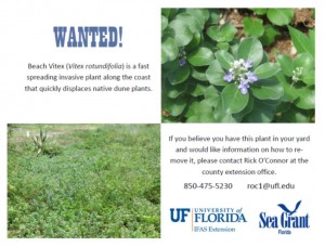 Click Image to Download Wanted Poster. Please circulate to area residents to provide visual identification of Beach Vitex. Contact your Extension Office for control options and help reduce it’s impact on native species.