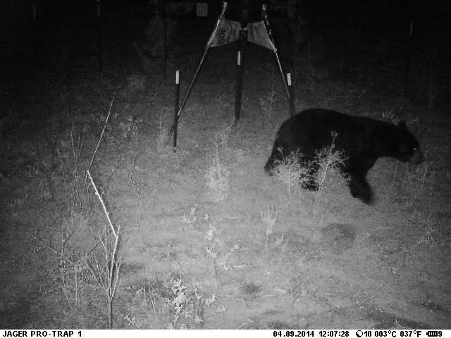 Florida Black Bear visiting an easy food source.