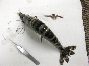 The Asian Tiger Shrimp can reach lengths of 12" 