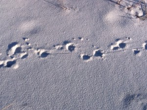 Armadillo tracks can be identified by their "tail drags". 