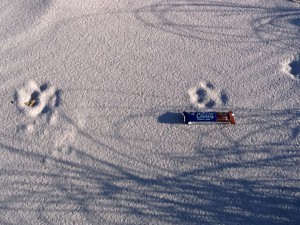 These unidentified canine tracks are probably of a dog; though coyotes are on our islands