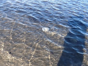 I found this along the shore last winter.  These are cannonball jellyfish.  