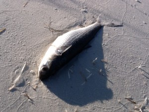 It is not uncommon to find dead fish along the shore after a hard freeze as we have had in recent weeks.  When it warms these dead fish will attract scavengers including cottonmouths.  Maybe we will see one later in the year.  