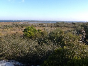 From atop a tertiary dune you can view the maritime forest, salt marsh, and sound beyond. Photo: Rick O'Connor