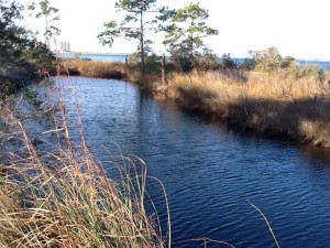 This freshwater pond has bull minnows, amphibians, snakes, and - in the past - alligators.  Photo: Rick O'Connor