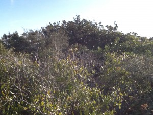 Tertiary dunes support trees such as this magnolia and yaupon holly.  