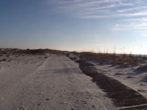 Primary dune line with sand fencing.  Photo: Rick O'Connor
