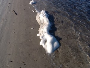 People find this "sea foam" frequently when they visit the beach.  It is formed when the winds pick up and there are nutrients in the water.  It was up and down the beach today.  