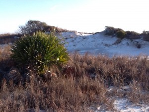 This secondary dune supports a saw palmetto.  Many forms of wildlife depending on these shrub areas.  