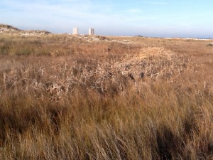 Swale with dead cattails.  Photos: Rick O'Connor