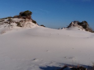 Tertiary dunes are the largest dunes on the island; some reaching over 50'.  