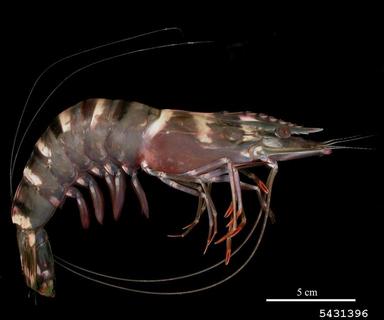 The nonnative Giant Tiger Prawn - also known as the Black Tiger Shrimp. Photo by David Knott, Bugwood.org