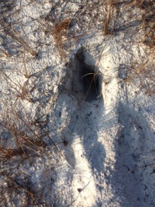 Armadillo digs are evidence of night time insect raid by this animal.  